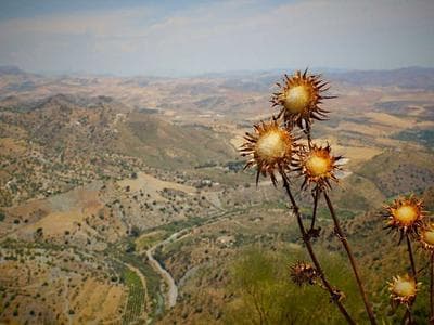 Máy cưa lọng Total TS-1623