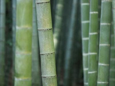 Máy khoan búa Bosch GBH 2400